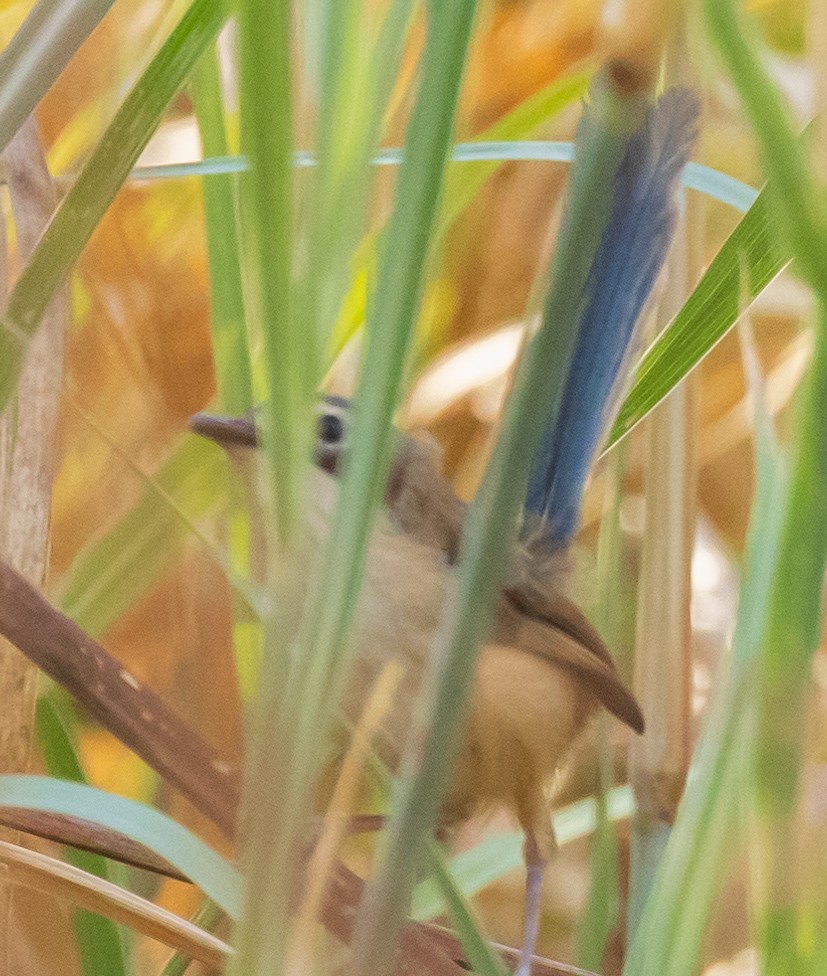 Purple-crowned Fairywren - ML611150942