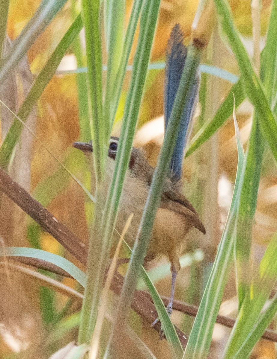 Purple-crowned Fairywren - ML611150944