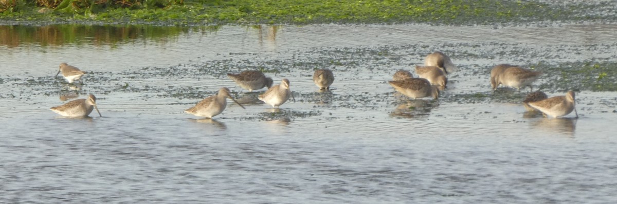 Long-billed Dowitcher - ML611150947