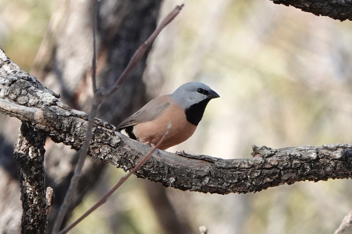 Black-throated Finch - Steve Kornfeld