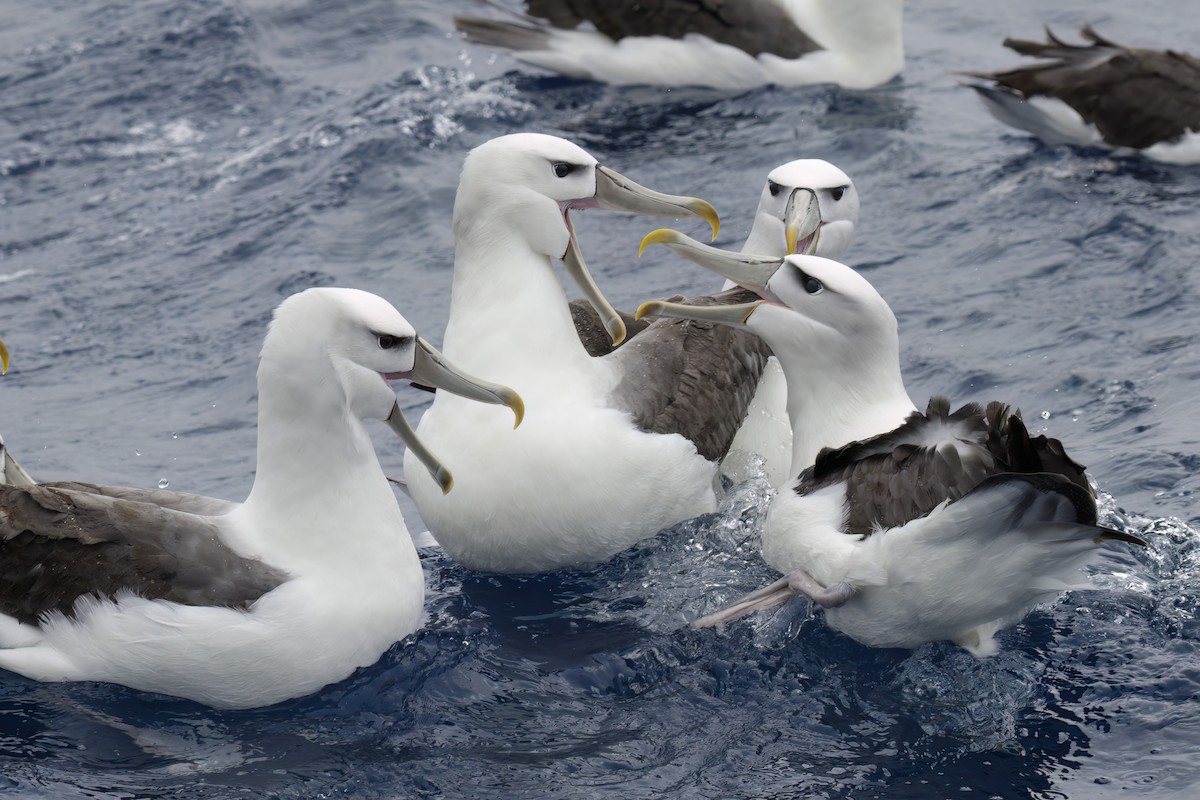 White-capped Albatross (cauta) - Andreas Heikaus