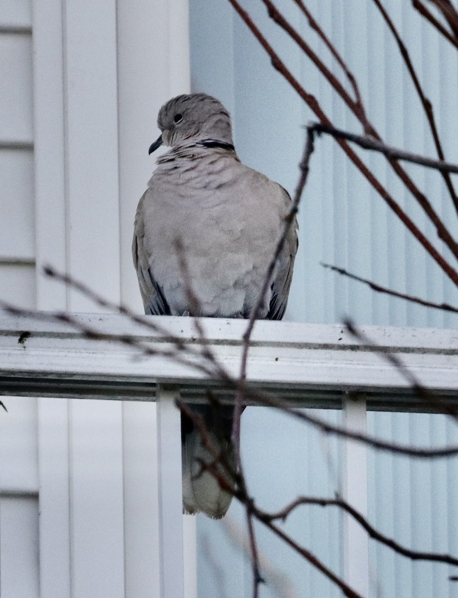 Eurasian Collared-Dove - ML611151020