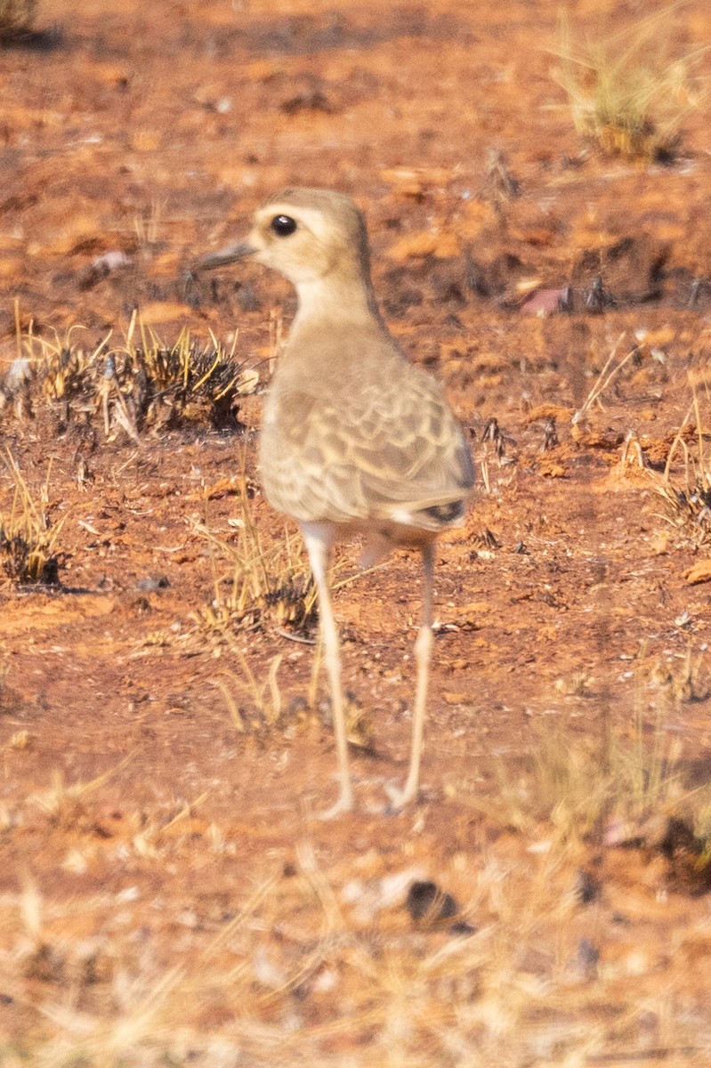 חופמי מזרחי - ML611151025