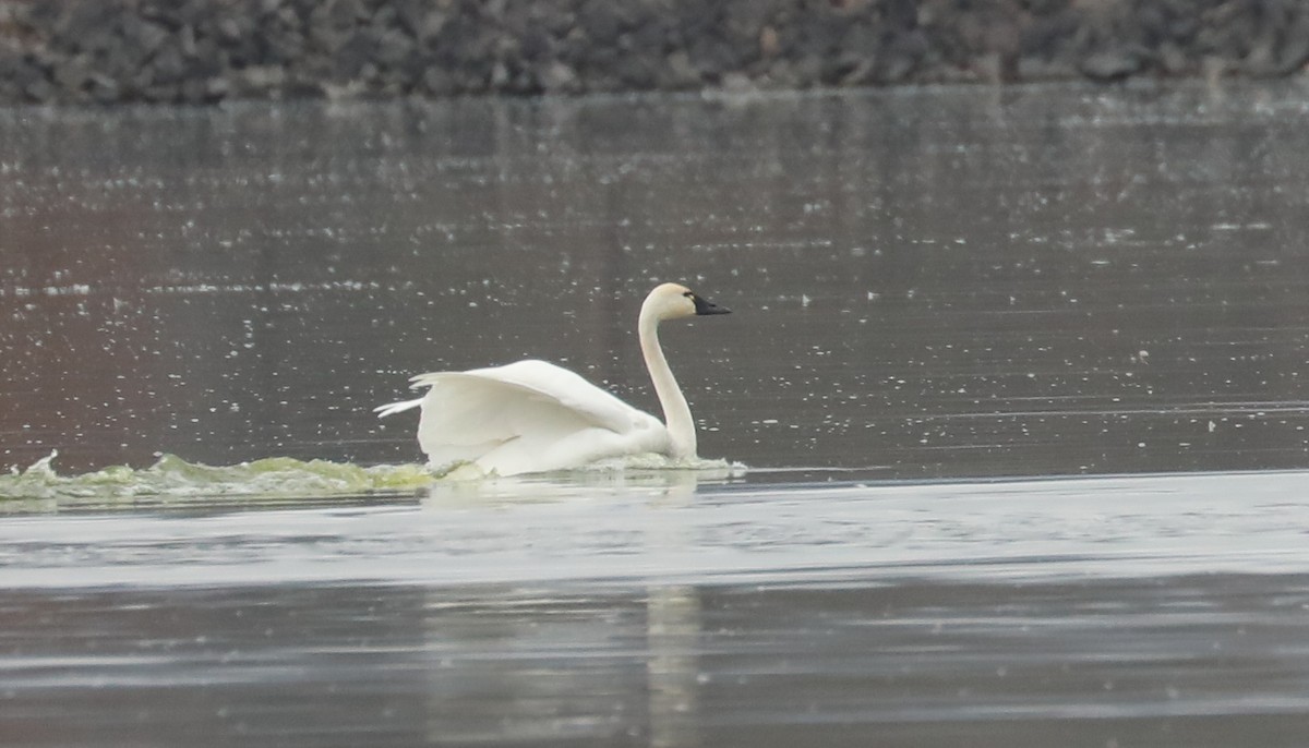 Cygne siffleur - ML611151030