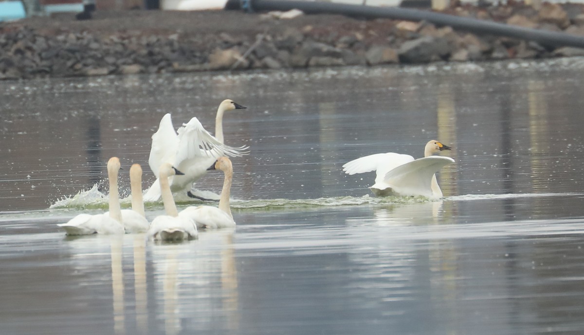 Cygne siffleur - ML611151034