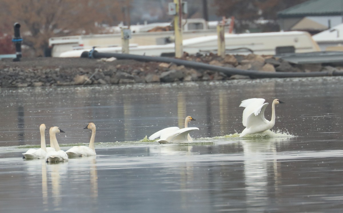 Tundra Swan - ML611151036