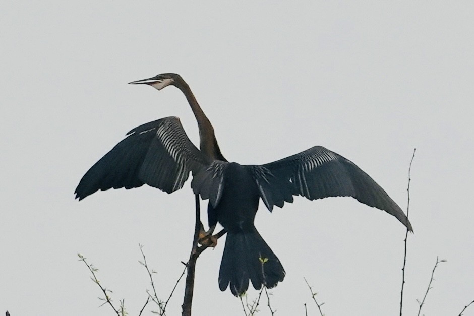 Oriental Darter - ML611151045