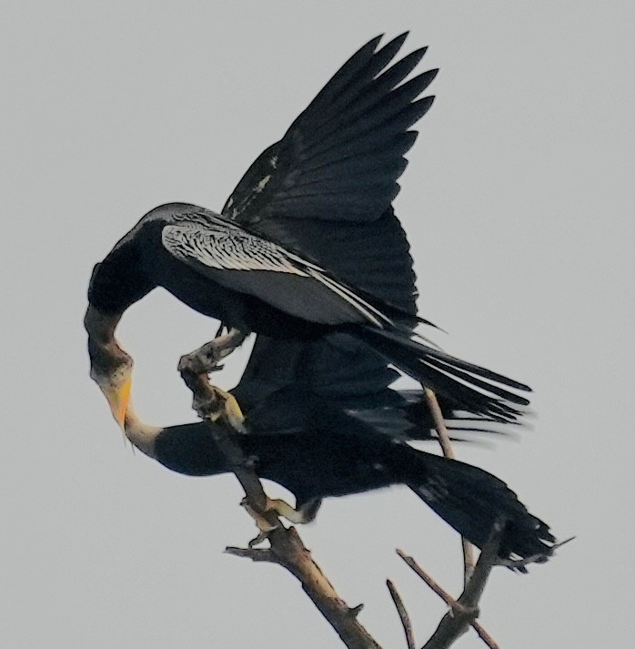 Oriental Darter - ML611151046