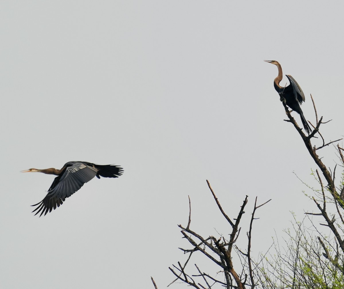 anhinga indomalajská - ML611151048