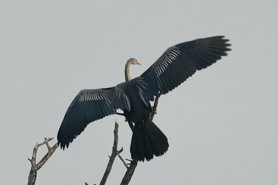 Oriental Darter - ML611151049