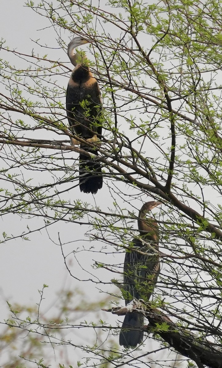 Oriental Darter - ML611151050