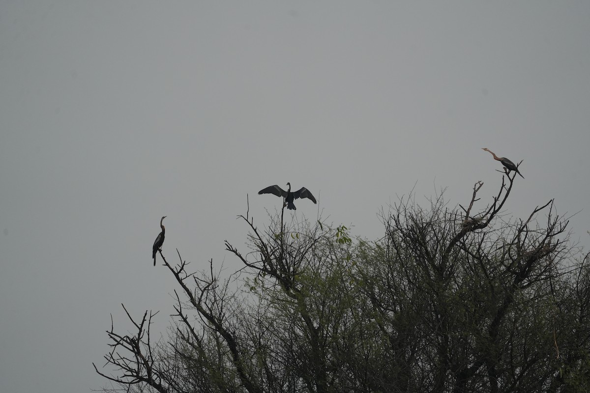 anhinga indomalajská - ML611151051