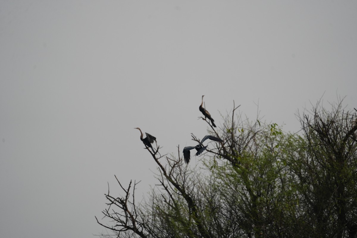 Oriental Darter - ML611151052