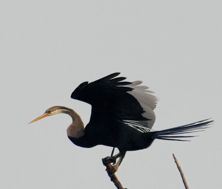 Oriental Darter - ML611151053