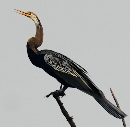 anhinga indomalajská - ML611151055