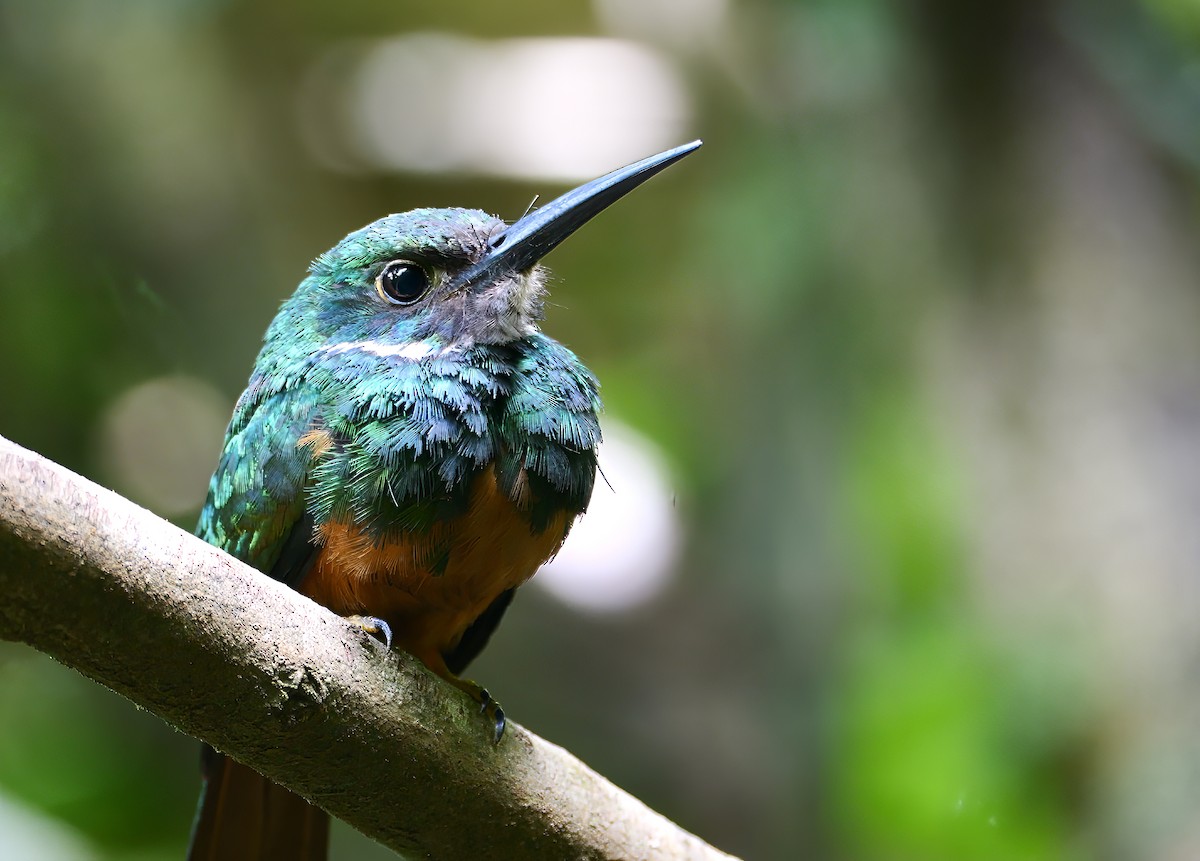 Rufous-tailed Jacamar - Mike Melton