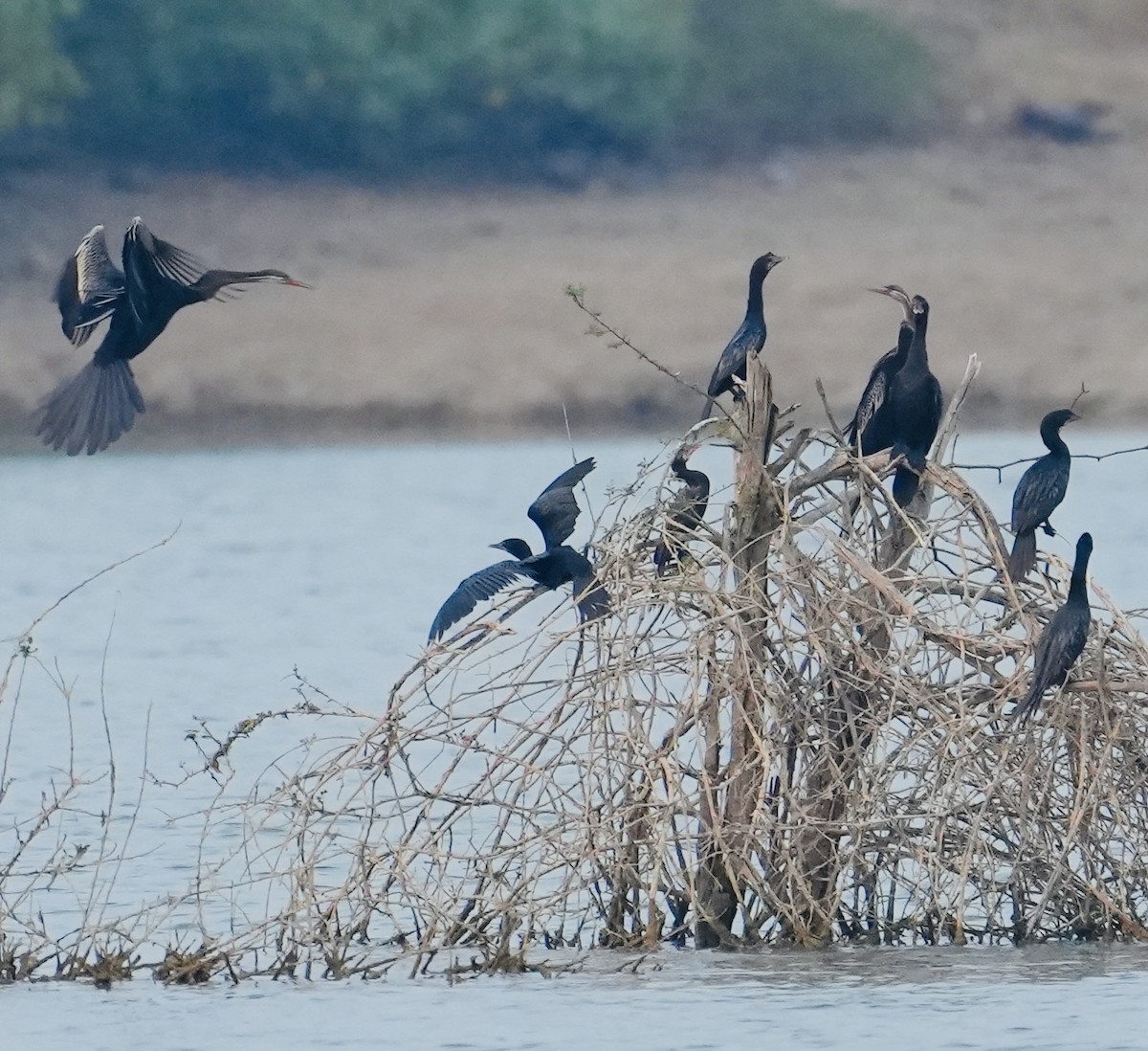 anhinga indomalajská - ML611151082