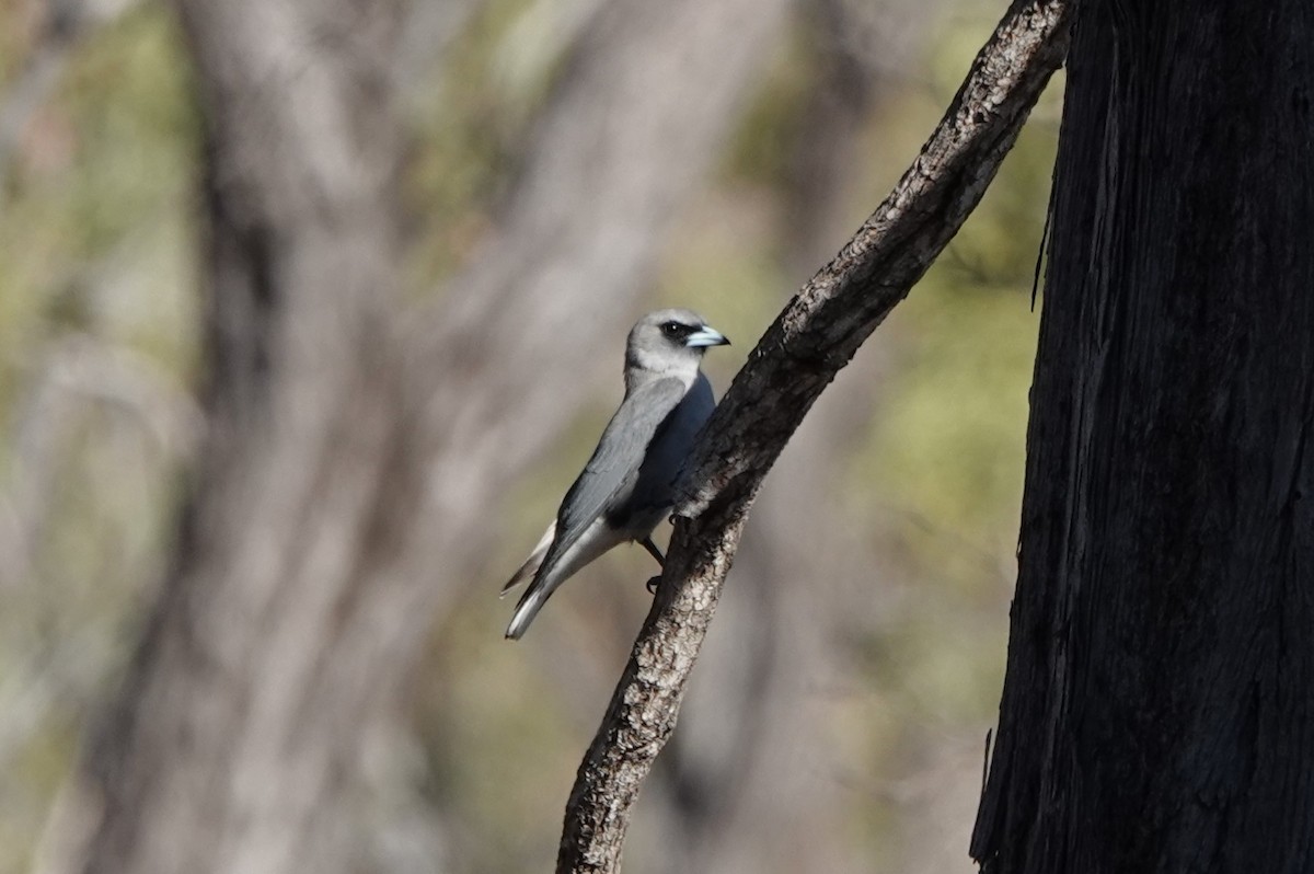 Black-faced Woodswallow - Steve Kornfeld