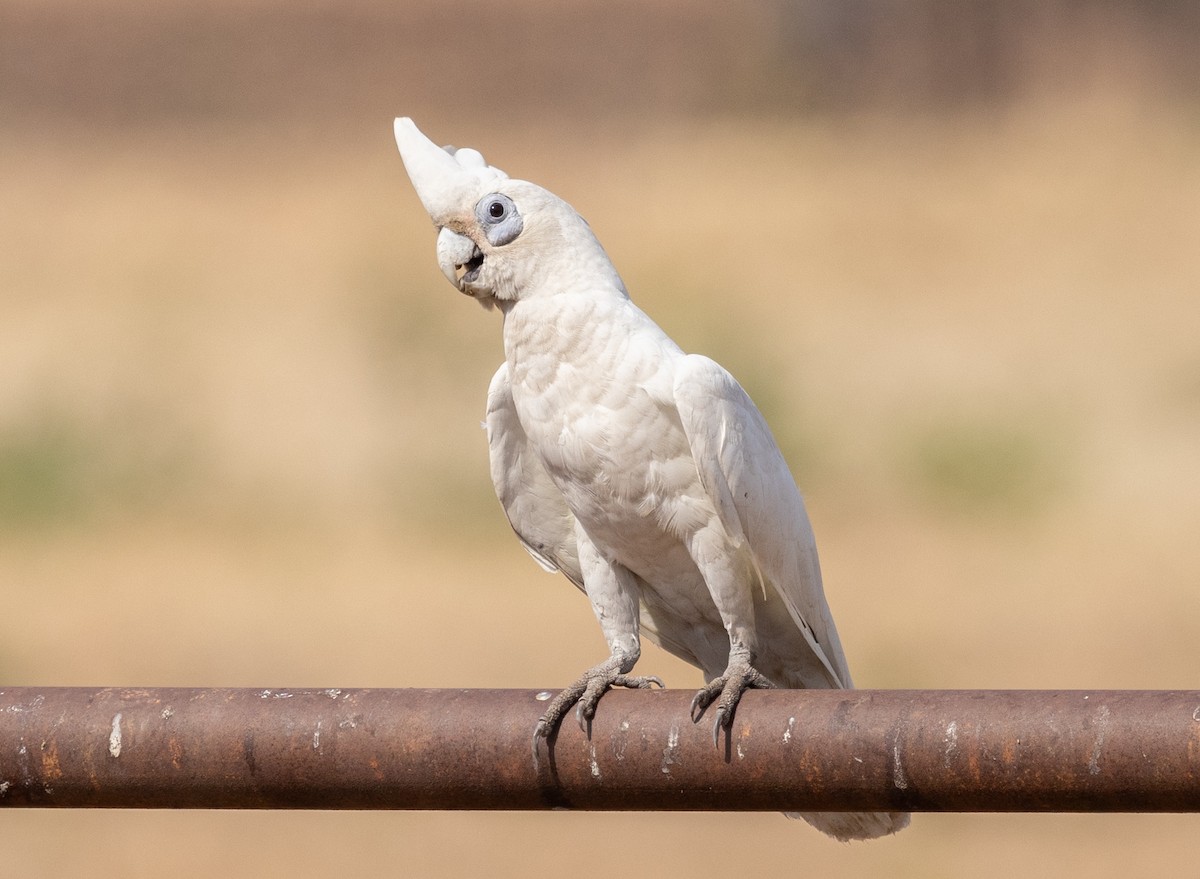 Nacktaugenkakadu - ML611151105