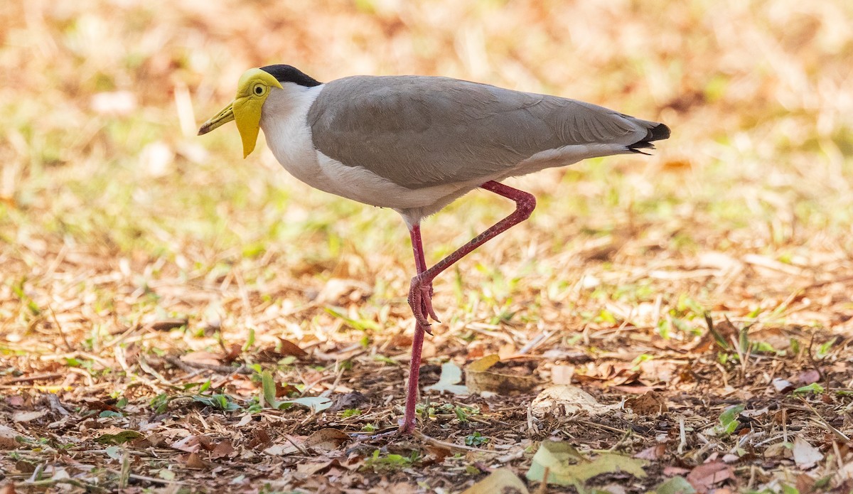 Masked Lapwing - David Barton