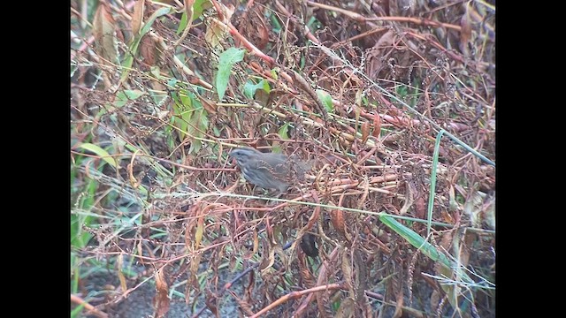 Song Sparrow (montana/merrilli) - ML611151239