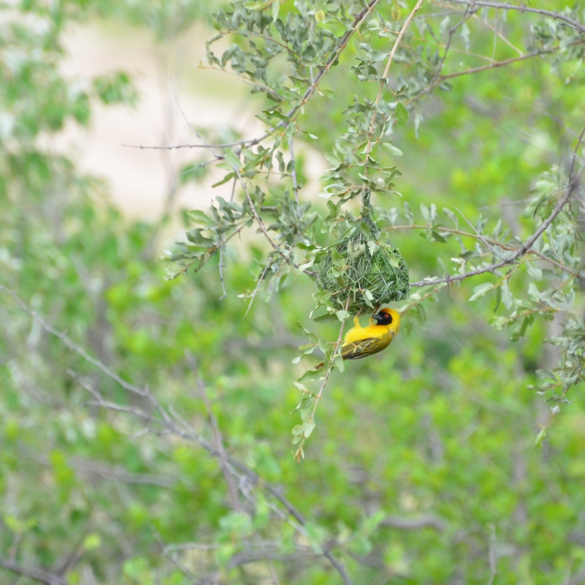 Southern Masked-Weaver - ML611151297