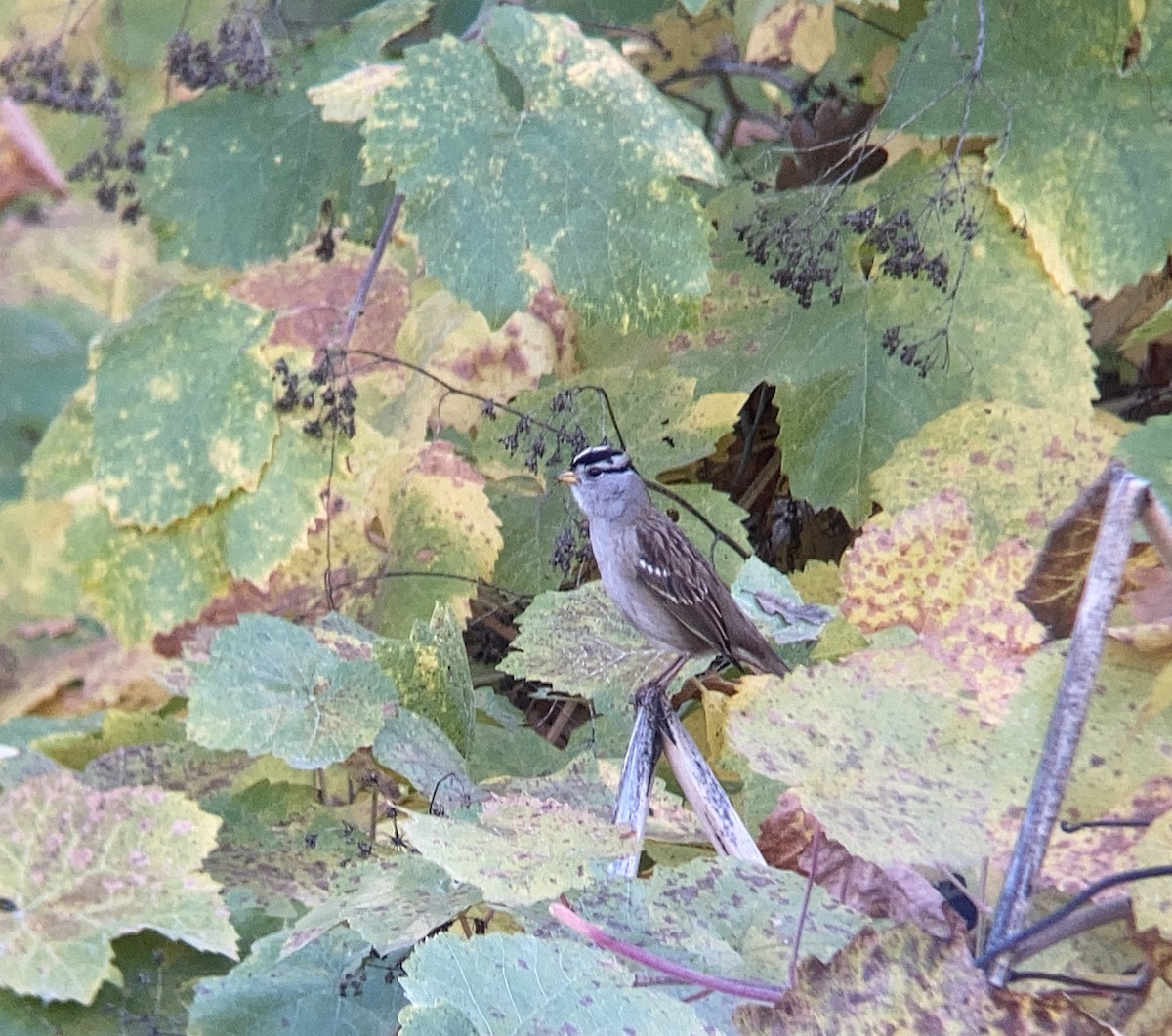 White-crowned Sparrow - Matt Brady