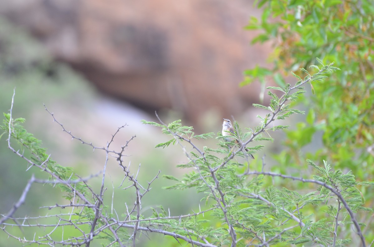 Red-backed Scrub-Robin - ML611151401