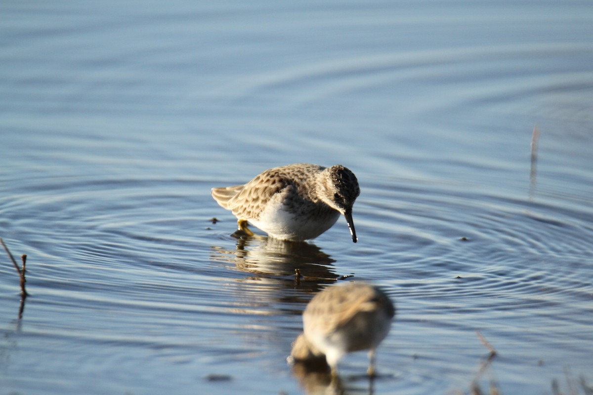 Least Sandpiper - ML611151467