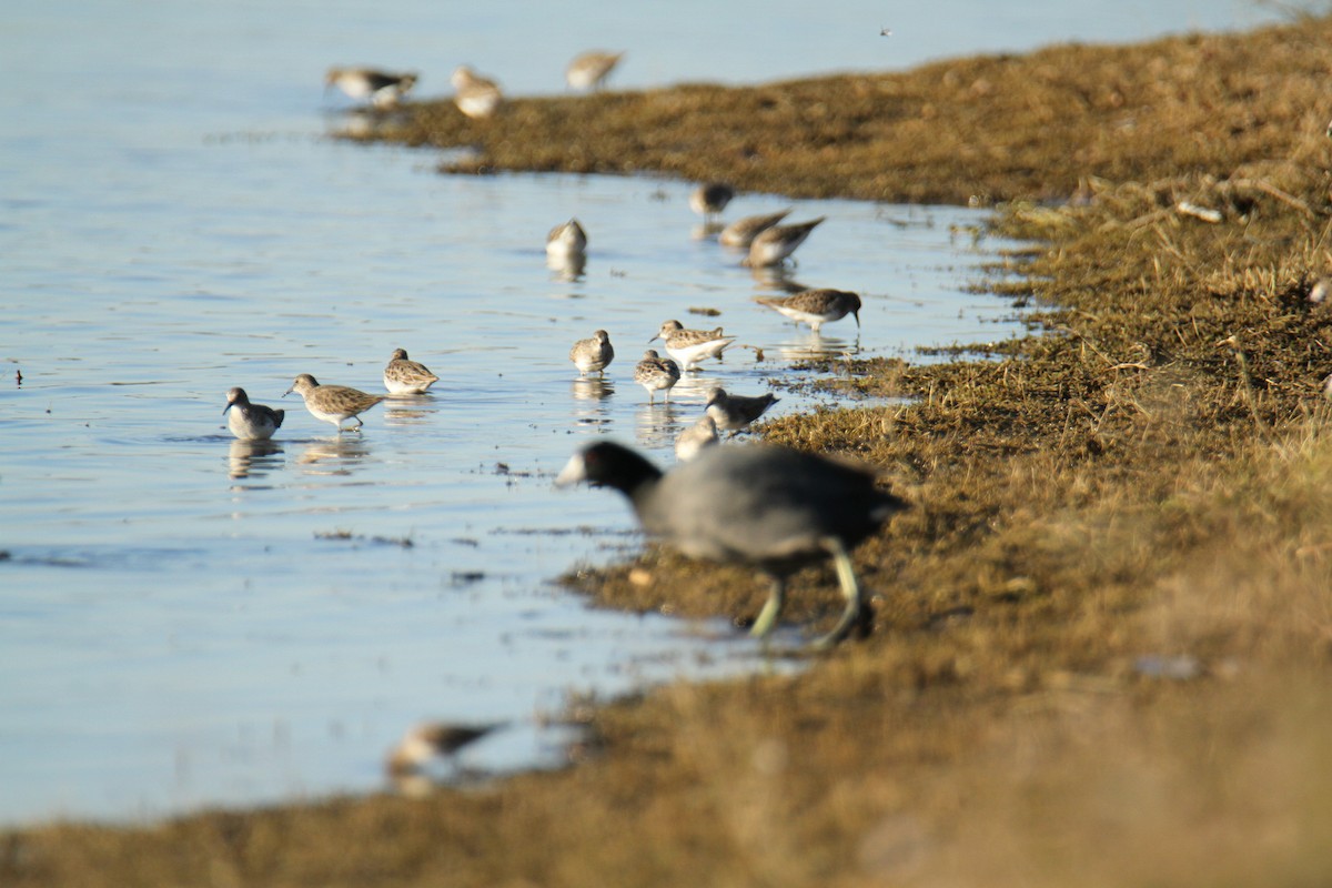 Least Sandpiper - ML611151468