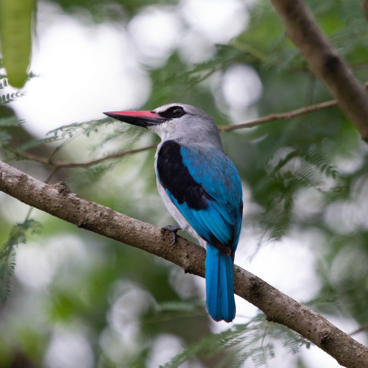 Woodland Kingfisher - ML611151521