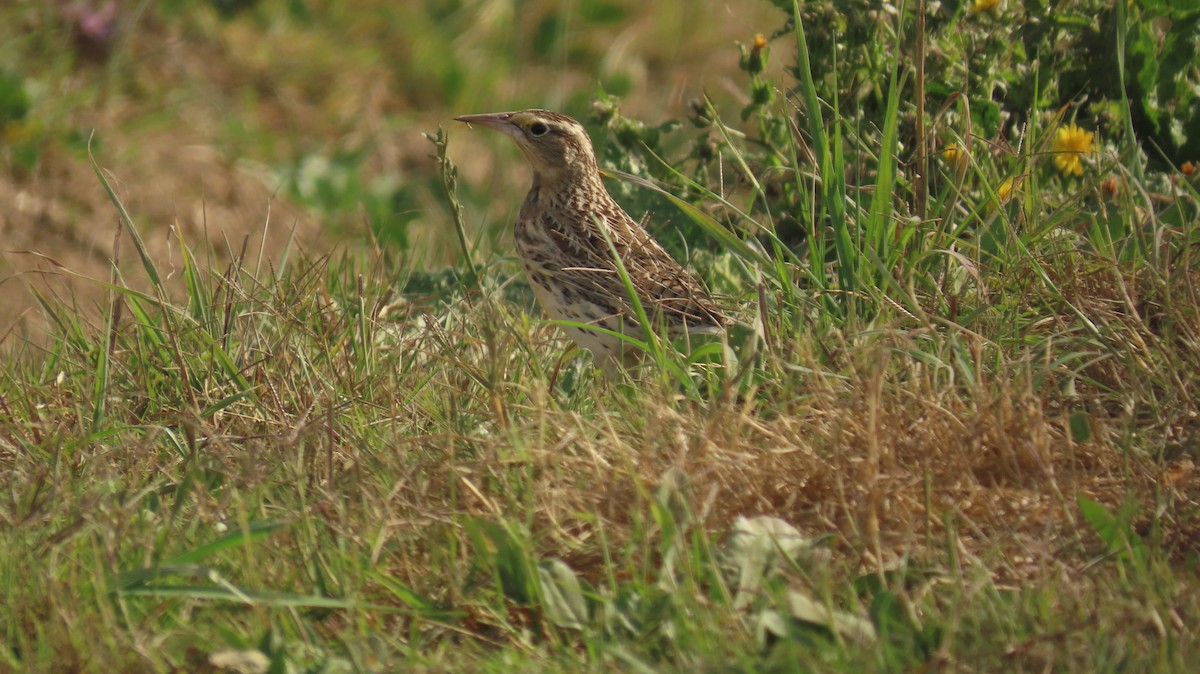 Western Meadowlark - ML611151543