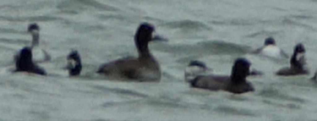 Eared Grebe - ML611151553