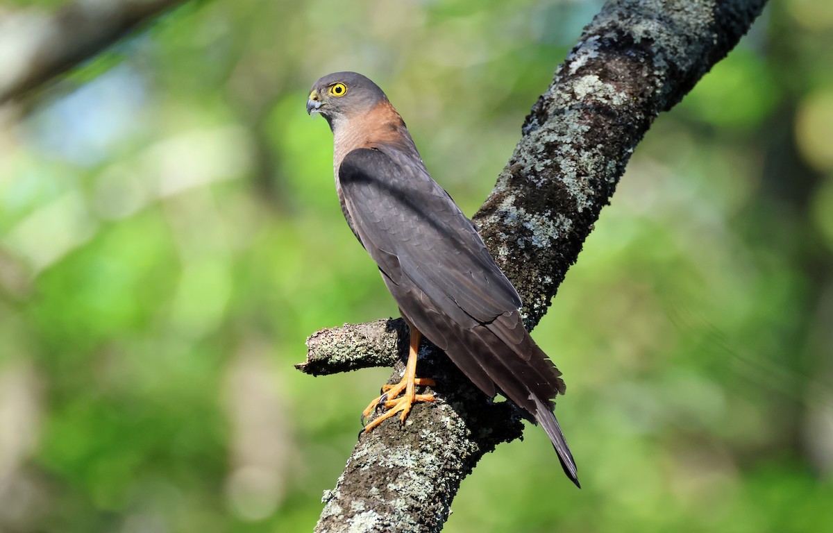 Collared Sparrowhawk - Wendy Jackson