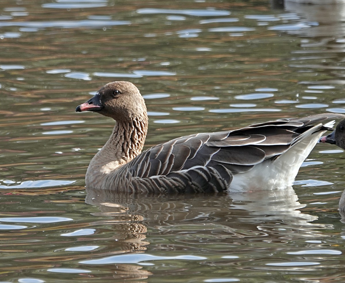 Pink-footed Goose - ML611151798