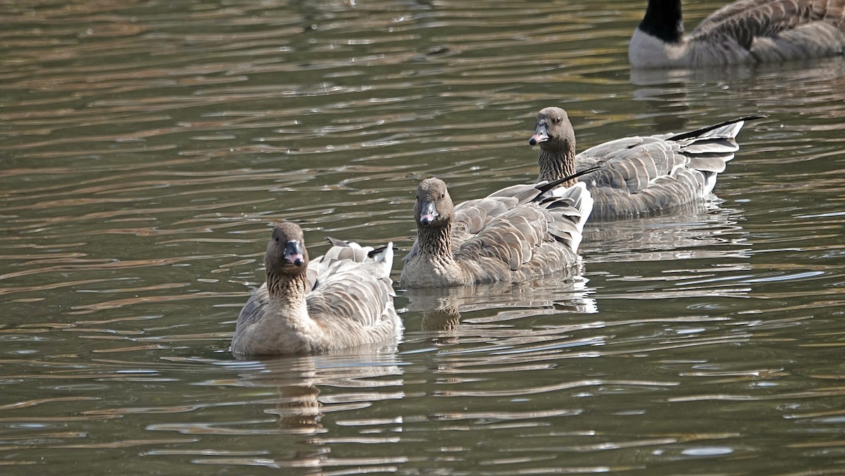 Pink-footed Goose - ML611151801