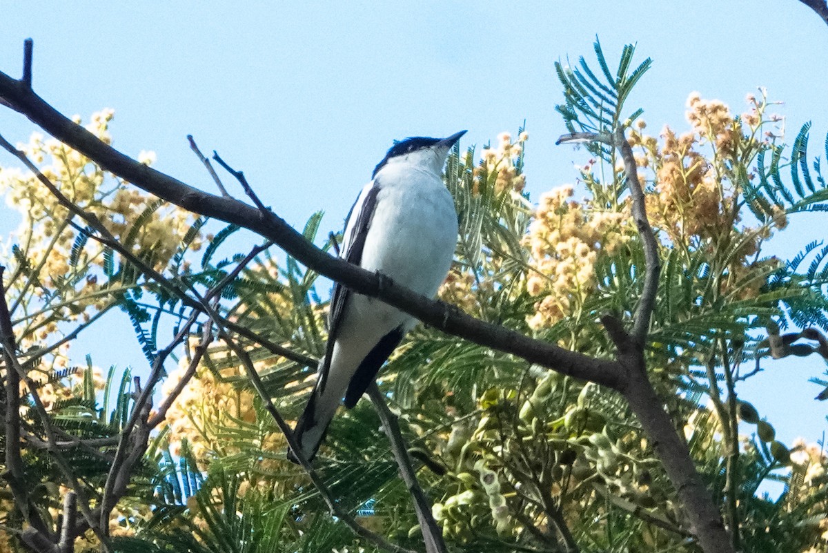 White-winged Triller - ML611151810