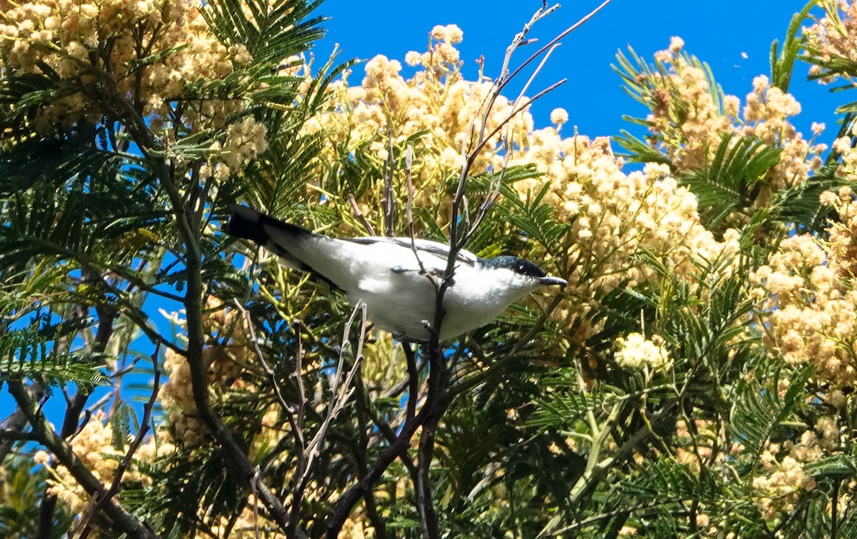 White-winged Triller - ML611151822