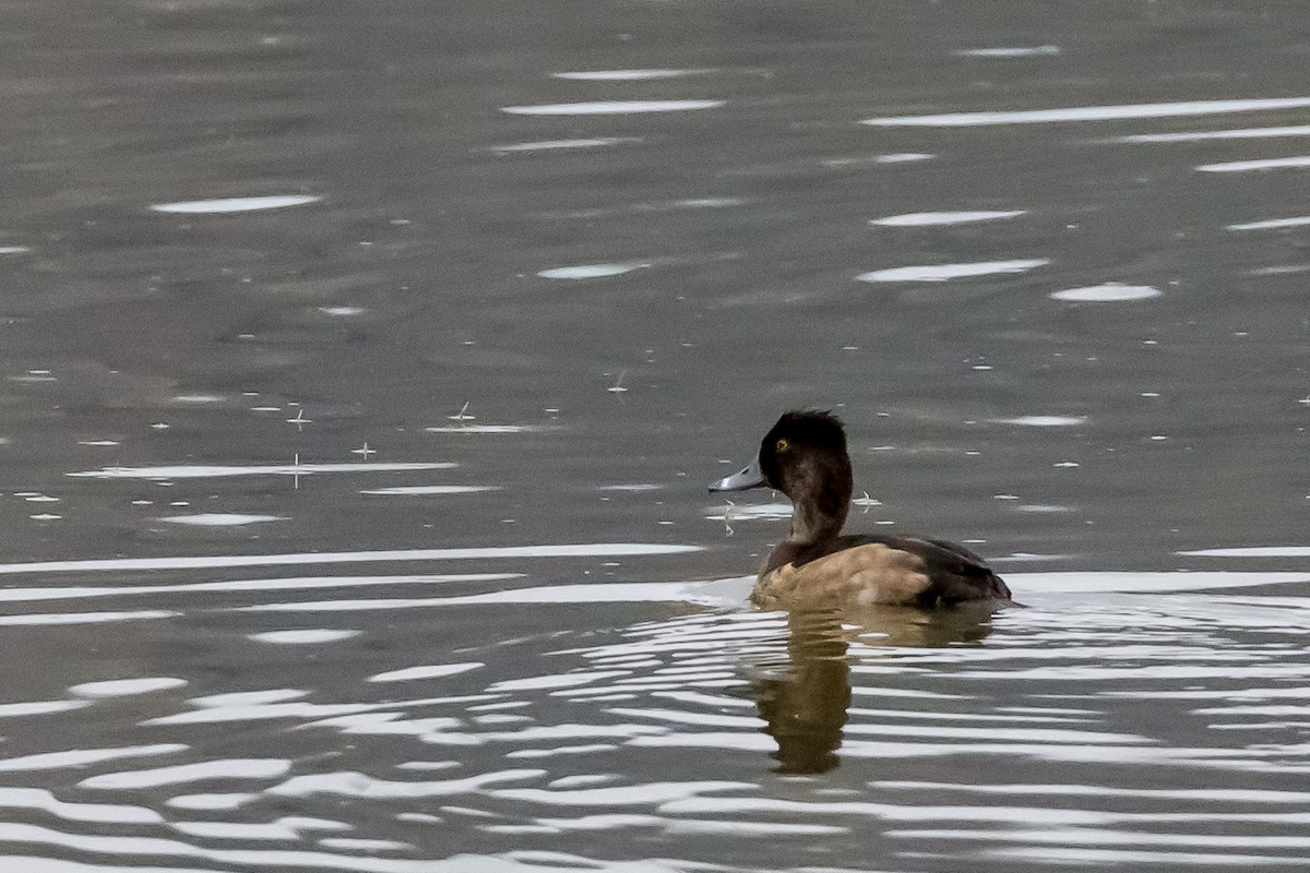 Ring-necked Duck - ML611151831