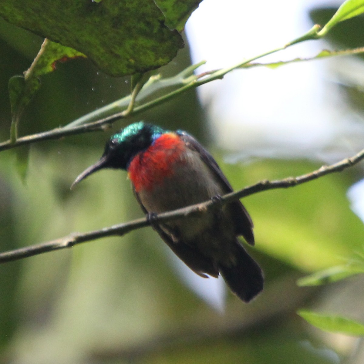 Tiny Sunbird - ML611151885