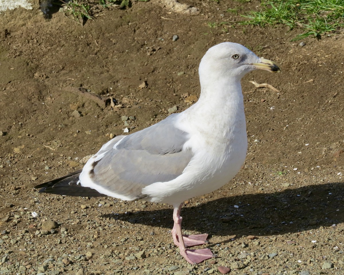 Herring Gull - ML611151941