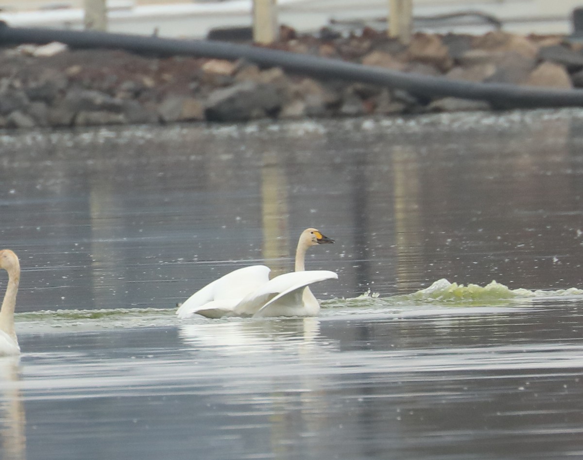 Tundra Swan (Bewick's) - ML611151949