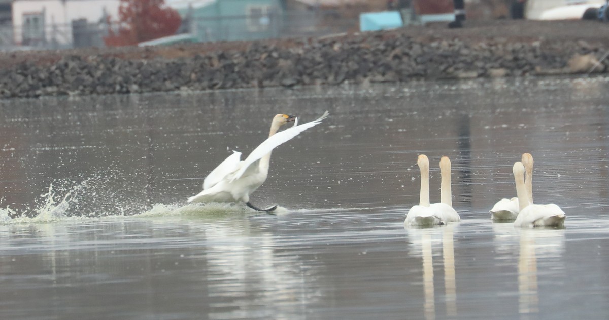 Tundra Swan (Bewick's) - ML611151950