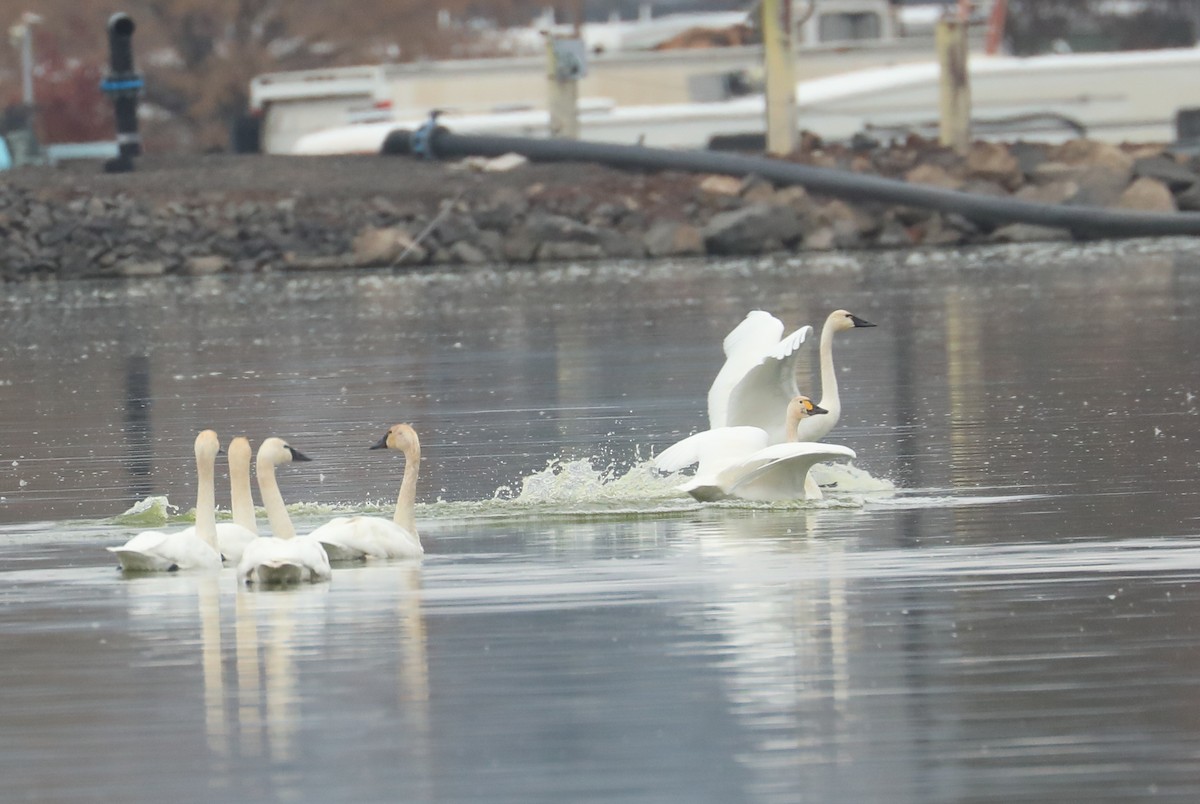 Tundra Swan (Bewick's) - ML611151952