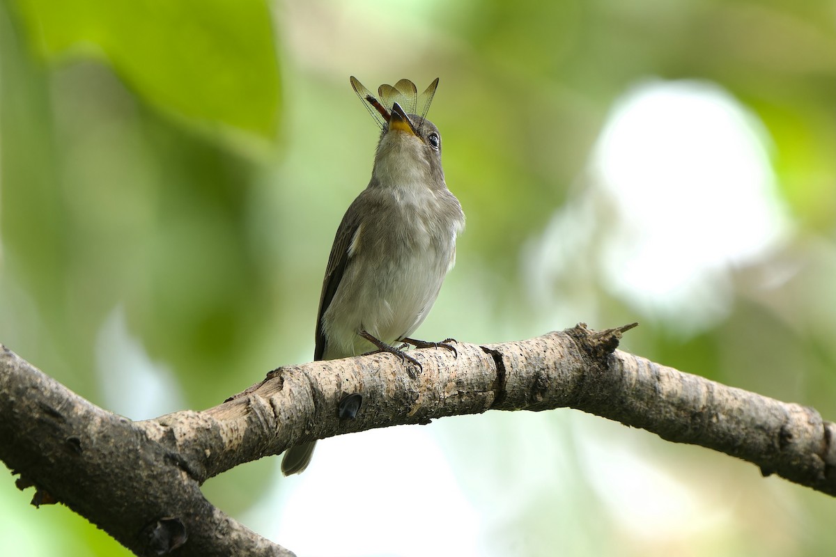 Asian Brown Flycatcher (Northern) - Sam Hambly