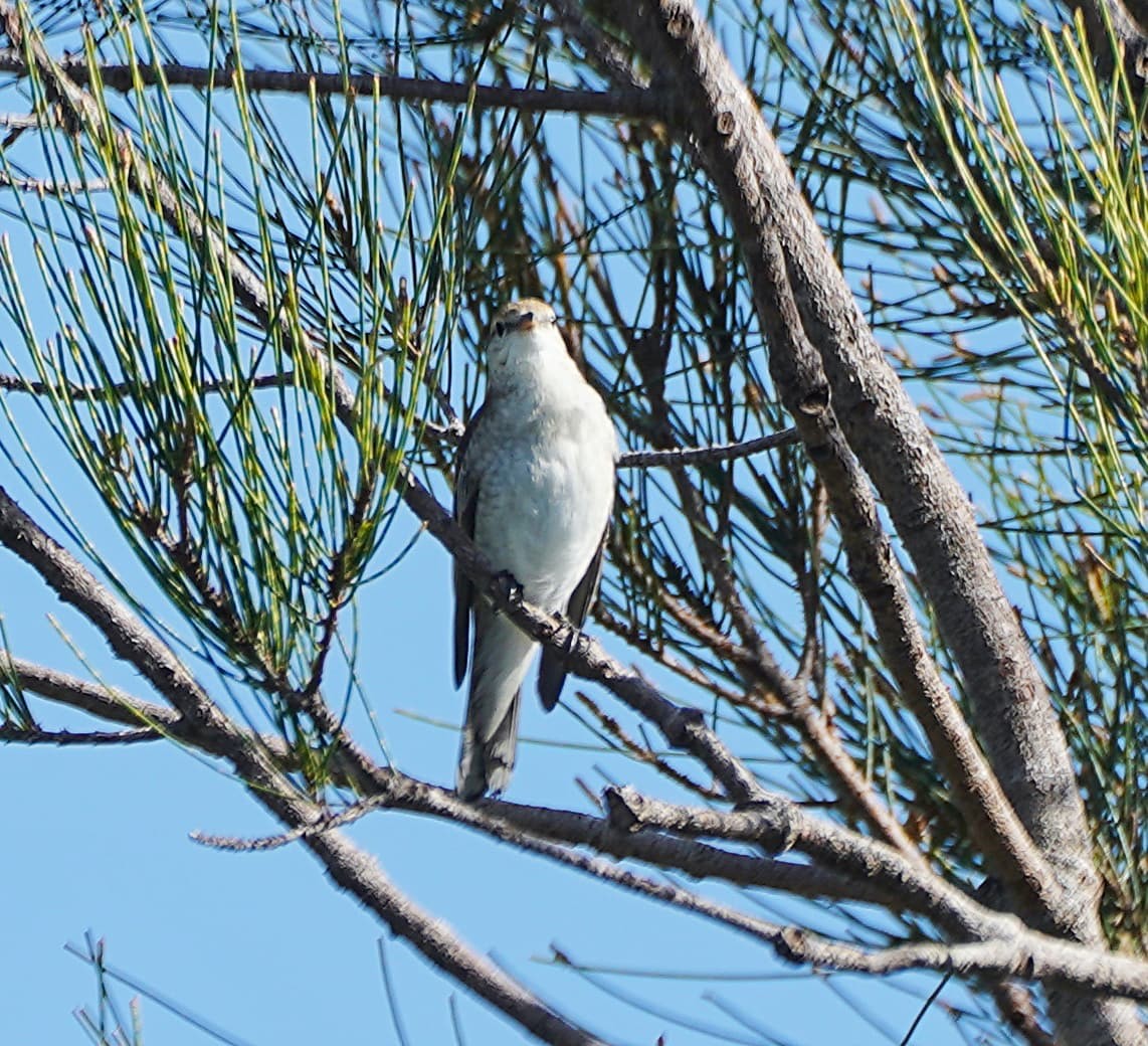 White-winged Triller - Ian Kerr