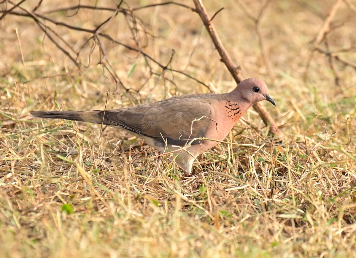 Laughing Dove - ML611152022