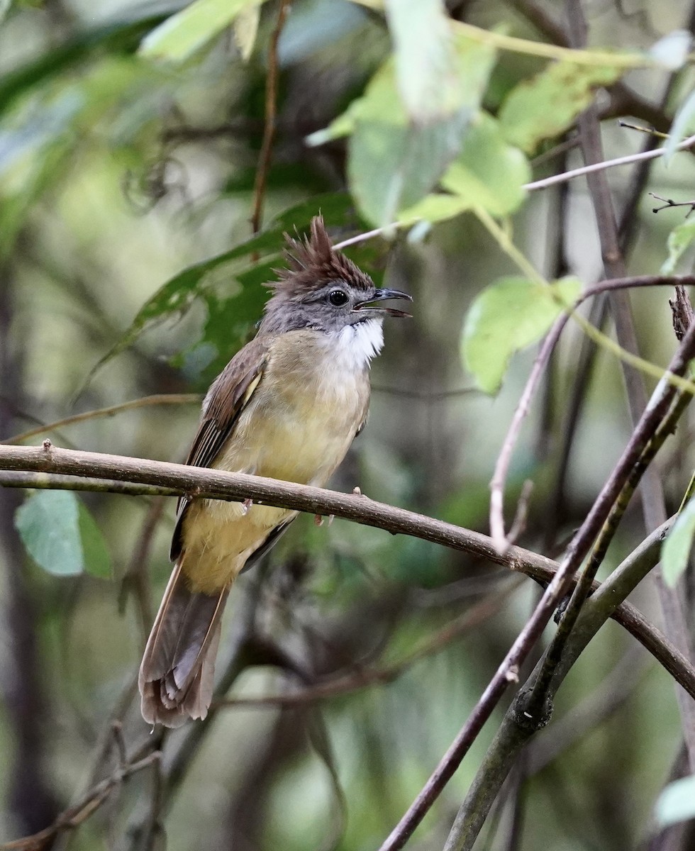 Puff-throated Bulbul (Puff-throated) - Daniel Winzeler