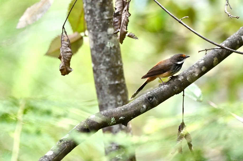 Australian Rufous Fantail - Neil Boness