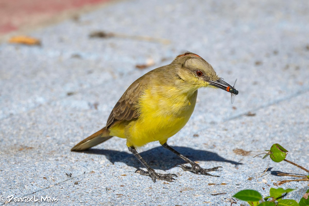 Cattle Tyrant - Derrick Mims